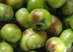 методи за борба с фитофтората върху домати