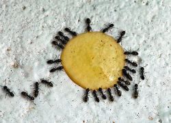Środki ludowe przeciwko mrówkom