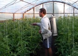 Пръскането на доматите в парниковия дом от фитофтората