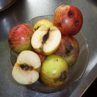 kada obrađuju stabla jabuka od moljaca