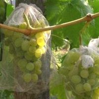zaščita grozdja iz os