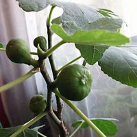 Rośnie figi w domu