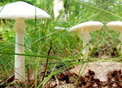 nouzová péče o otravu houbami