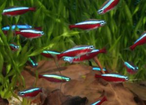 Ryby do akwarium1