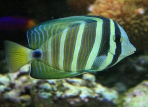 Akvarij ribe7