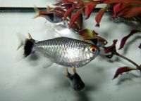 Ribe za akvarij 19