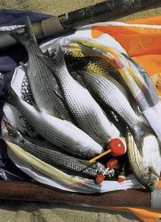 ryby loban užitečné vlastnosti