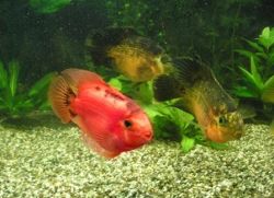 crvena papagajna riba 1
