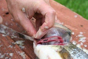 Как да намалите рибата за пълнене 2