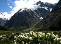 Альпийская растительность