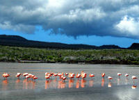 Остров Флореана, розовые фламинго