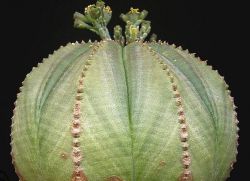 Биљка Еупхорбиа