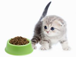 котка храна prouture1