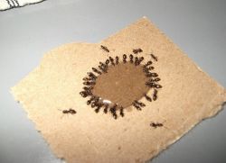 Народно лекарство за мравки 1
