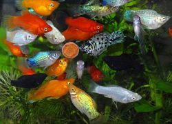 храна за аквариумни риби1