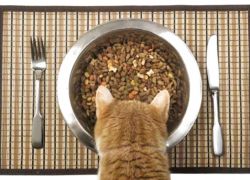 żywność dla kotów holistycznych1