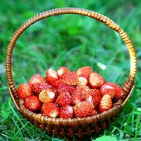 dřevěné jahody užitečné vlastnosti
