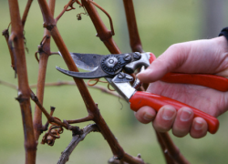 przycinanie i kształtowanie winogron