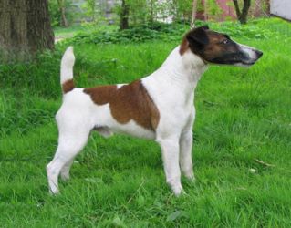 Fox Terrier - Smooth2