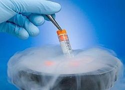 kryokonzervovaných embryí
