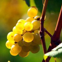устойчиво на замръзване трапезно грозде