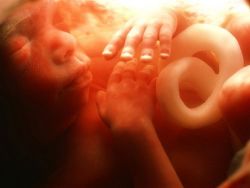 фетус в 20-та седмица от бременността
