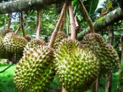 durian roślina