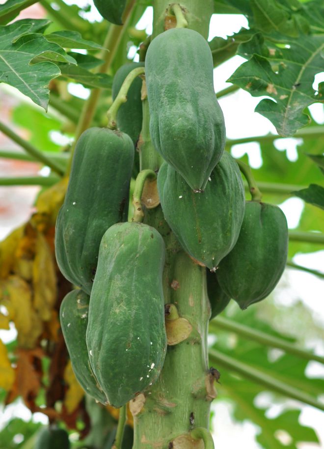 экзотический фрукт папайя болезни и вредители
