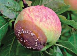Плодово гниене на ябълка