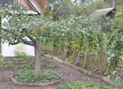 Výsadba ovocných stromů a keřů v oblasti