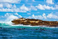 Остров морских котиков