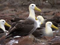 Галапагосские острова - волнистые альбатросы
