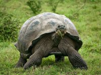 Галапагосские острова, слоновая черепаха