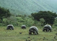 Национальный парк галапгос - черепахи