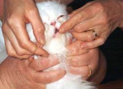 Zapalenie błony śluzowej jamy ustnej u kotów1