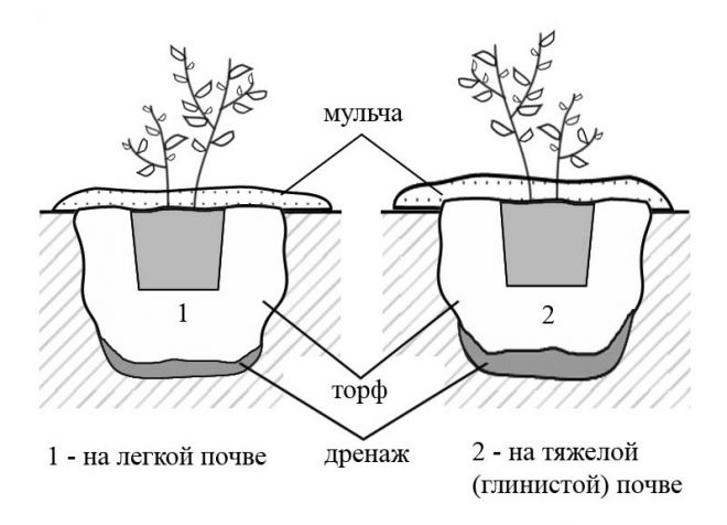 как посадить садовую голубику