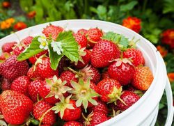 използването на градински ягоди