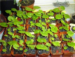 jak pěstovat geranium ze semen
