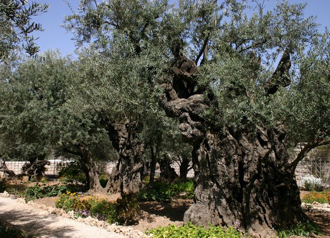 Древние деревья в Гефсиманском саду