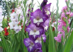kultivace gladiolu a péče na volném poli