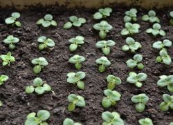 Kako rasti gloxinia iz sjemena