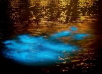Светящийся планктон в воде