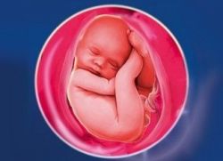 čistog prikrivenog prikaza fetusa
