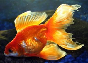 Zlatá akvarijní ryba1