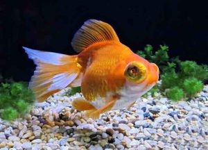 Zlatá akvarijní ryba2