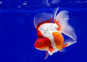 Golden Aquarium Fish3