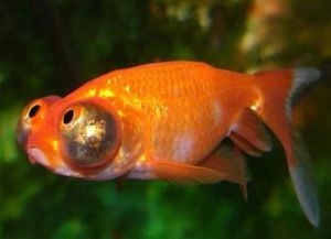 Gold Aquarium Fish4