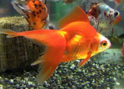 Zlatá rybka: péče a údržba1