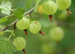 отглеждане на цариградско грозде