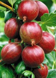 плодово цариградско грозде устойчиво на брашнеста мана